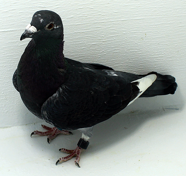 Band: AU 41456 AA 2025